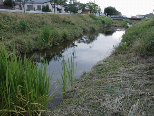 ナマズがいる近所の川